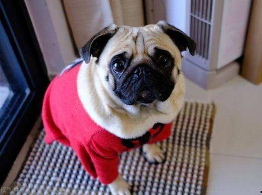 宠物狗可以吃蒲瓜吗视频,蒲瓜的食用指南