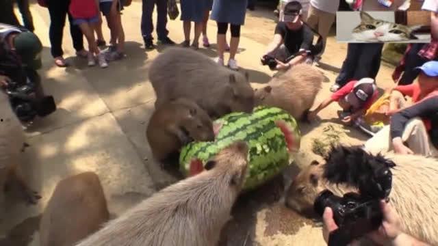 大水豚吃瓜的视频,萌态十足引网友热议