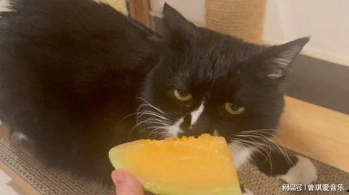猫吃哈密瓜动画视频播放,猫咪品尝哈密瓜的趣味瞬间