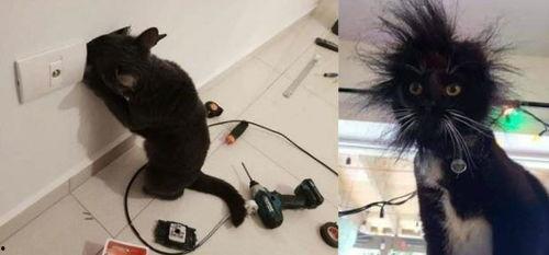 好奇害死猫吃无骨鸡瓜视频,意外发现美味新天地