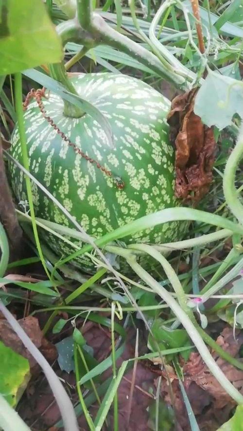 真实的神奇吃瓜视频,一场视觉与味觉的双重盛宴