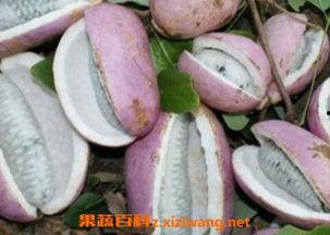 吃八月瓜蔬菜的视频播放,视频带你领略田园风味