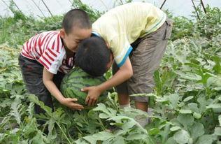 青州岔河吃瓜事件视频,一场引发热议的街头冲突