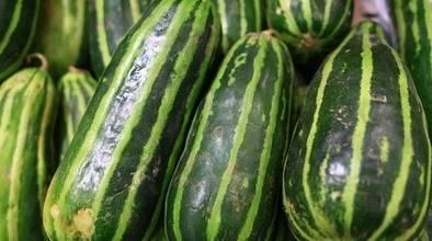 经常吃梢瓜好不好吃呢视频,常吃梢瓜，口感与营养双重享受