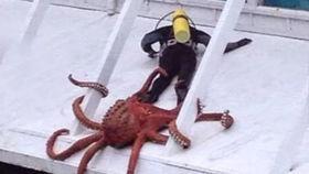 被反杀的吃瓜视频,一场意外引发的舆论风暴