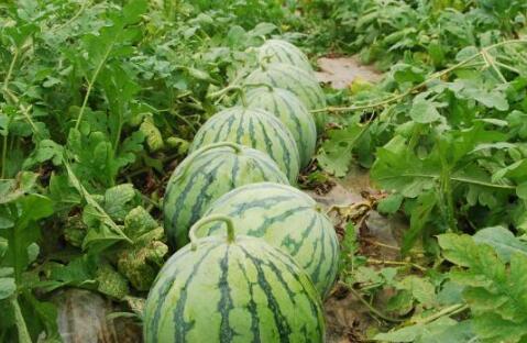 吃爆浆大瓜的视频大全,视频大全带你领略美食诱惑