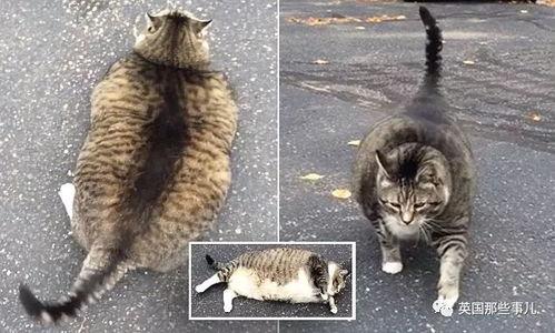 吃瓜大肥猫视频下载,视频下载攻略大公开