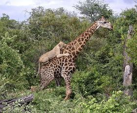 长颈鹿视频吃瓜,萌态十足引网友热议