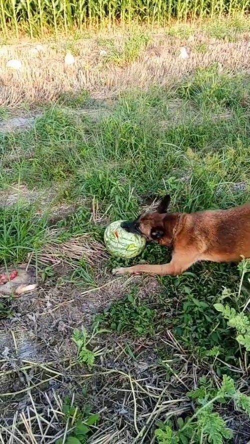 吃瓜狗子爬树视频大全,吃瓜狗子爬树视频大全集锦