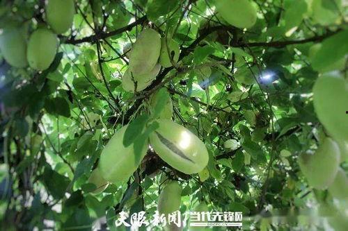 尘乡居吃八月瓜视频,尘乡居带你领略田园风味