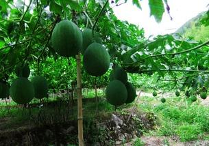 吊瓜没籽敢吃吗视频,吊瓜无籽安全食用指南