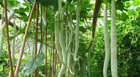 惩罚孩子吃蛇瓜视频,孩子吃蛇瓜视频引发社会热议