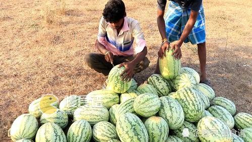 吃播大瓜旱期视频,揭秘大瓜视频背后的秘密