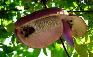 八月瓜怎样吃才好吃视频,视频教你如何吃出最佳口感