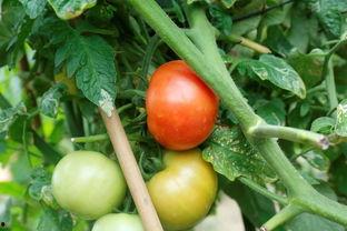 廉江德庆吃瓜视频,一场别开生面的乡村盛宴