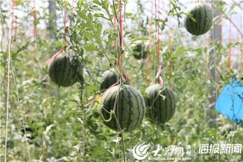 陇南康县网红吃瓜视频,揭秘陇南美食新风尚