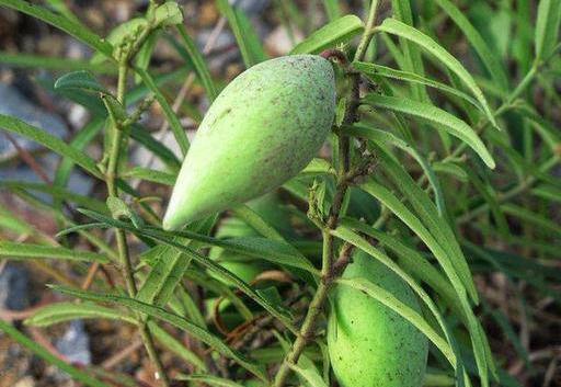 瓢瓜儿怎么吃才好吃视频,视频教你轻松烹饪佳肴