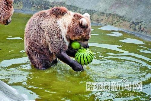 吃瓜动物视频下载,揭秘吃瓜动物视频下载背后的趣味世界