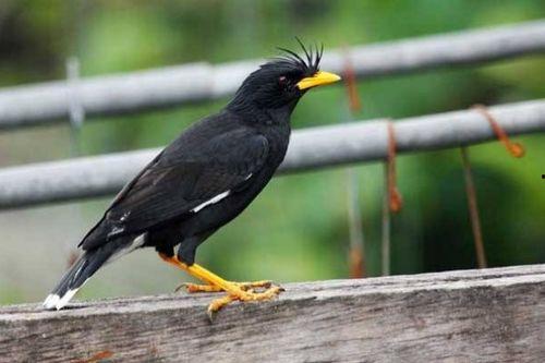 八哥带你看世界吃瓜视频,尽享各地美食盛宴